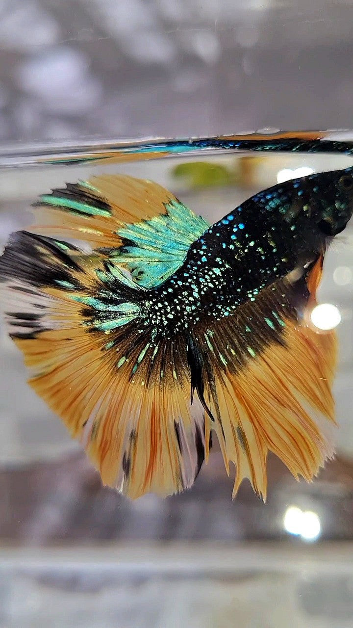 LUXURY HALFMOON ROSETAIL BLACK BLUE STARDUST GLITTER YELLOW BUTERFLY GALAXY BETTA FISH