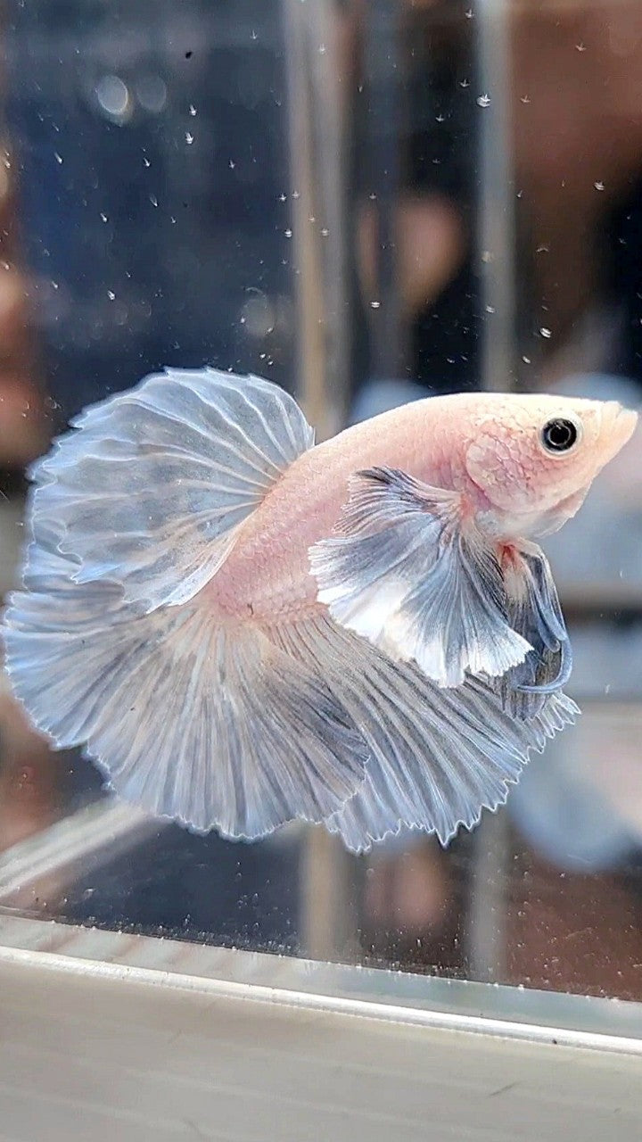 HALFMOON DUMBO EAR ROSETAIL GREY LIGHT GRIZZLE BETTA FISH
