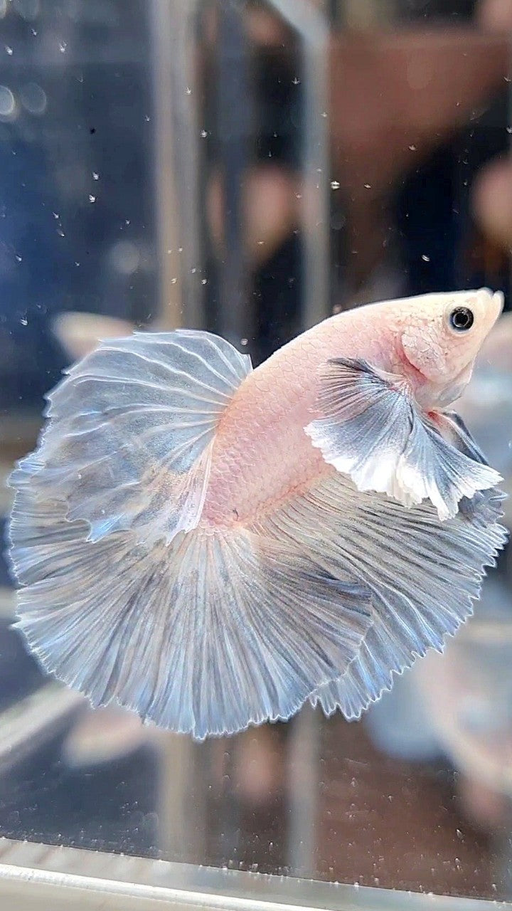 HALFMOON DUMBO EAR ROSETAIL GREY LIGHT GRIZZLE BETTA FISH