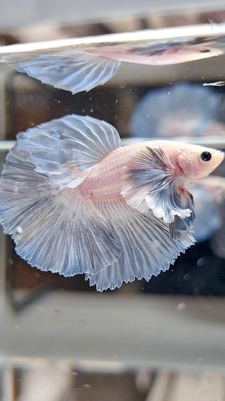 HALFMOON DUMBO EAR ROSETAIL GREY LIGHT GRIZZLE BETTA FISH
