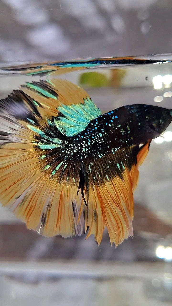 LUXURY HALFMOON ROSETAIL BLACK BLUE STARDUST GLITTER YELLOW BUTERFLY GALAXY BETTA FISH