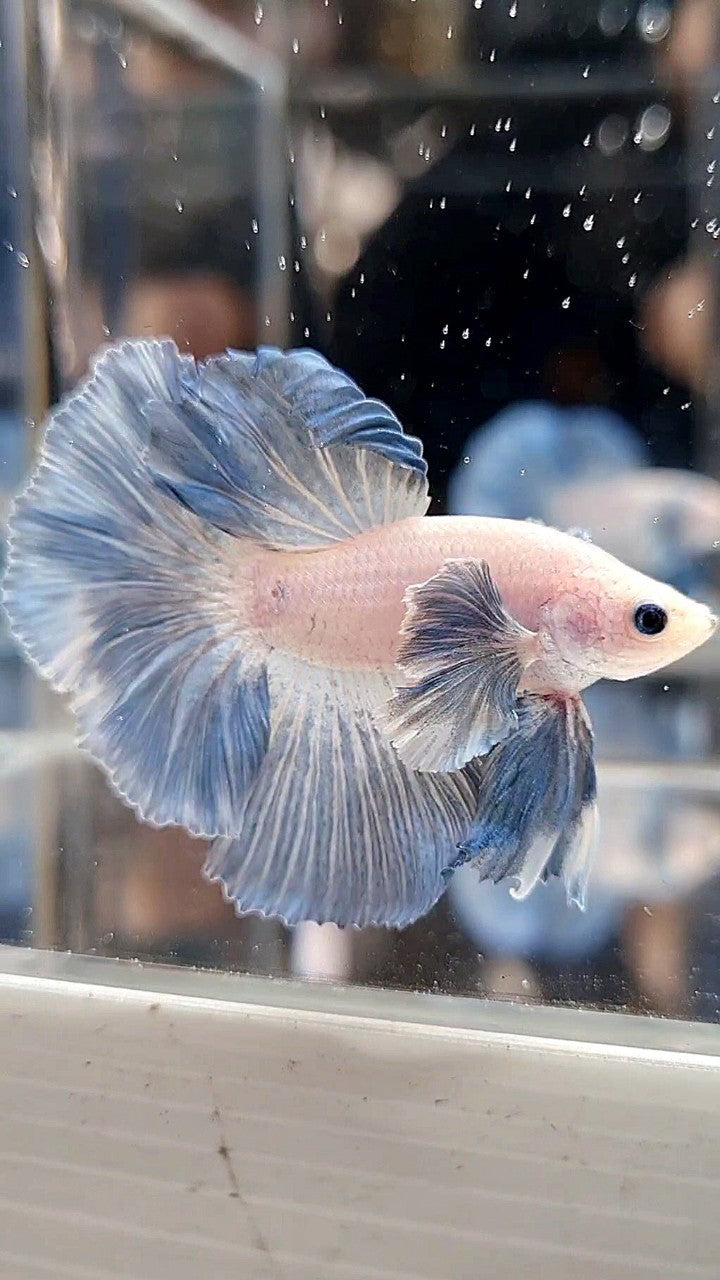 HALFMOON DUMBO COLORED EAR ROSETAIL BLUE GRIZZLE PATTERN BETTA FISH