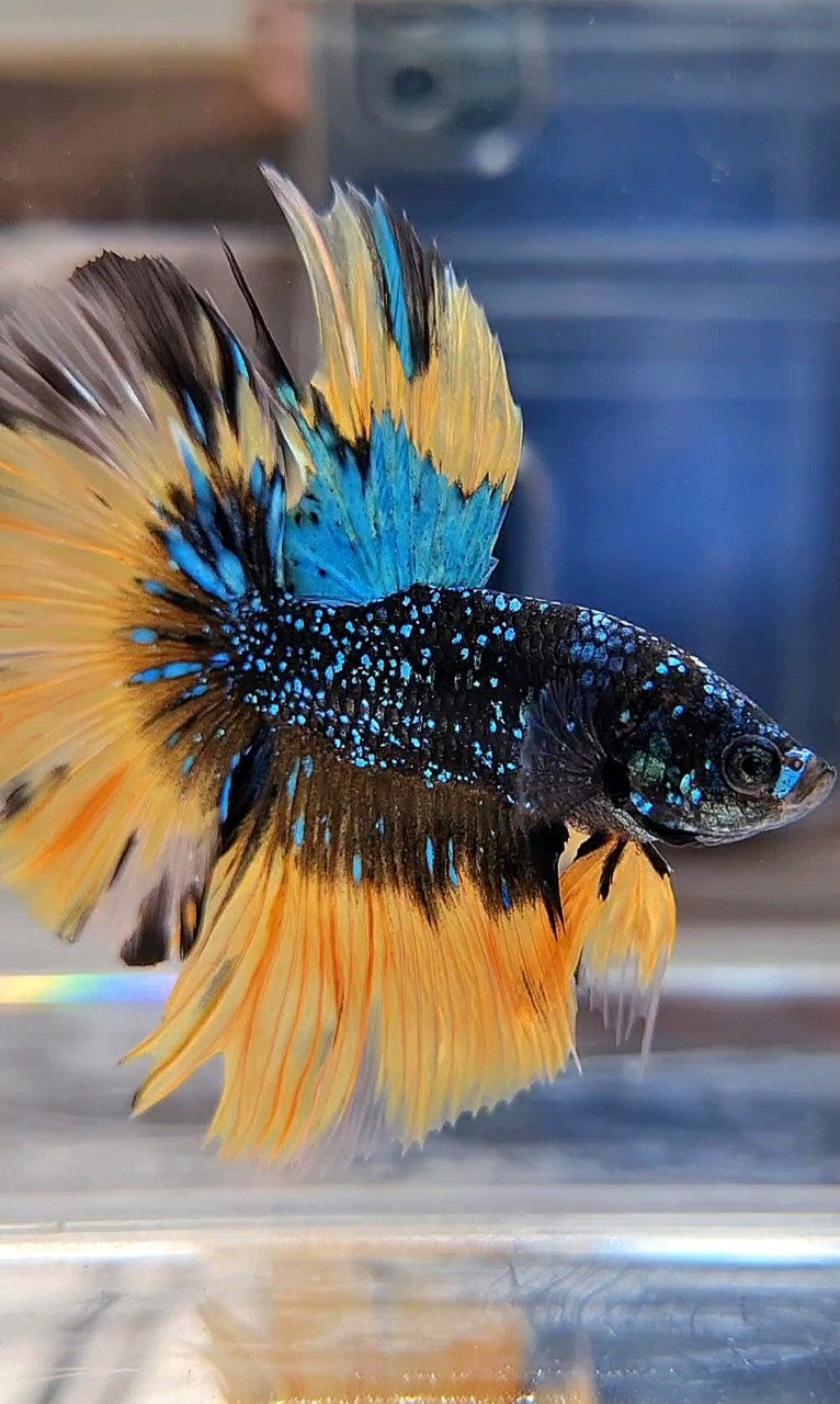LUXURY HALFMOON ROSETAIL BLACK BLUE STARDUST GLITTER YELLOW BUTERFLY GALAXY BETTA FISH