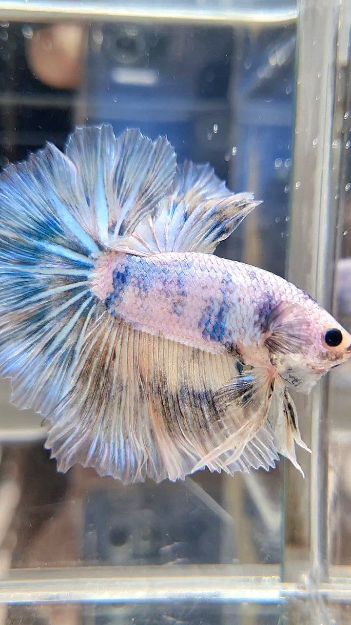 XL HALFMOON ROSETAIL BLUE MARBLE PATTERN BETTA FISH