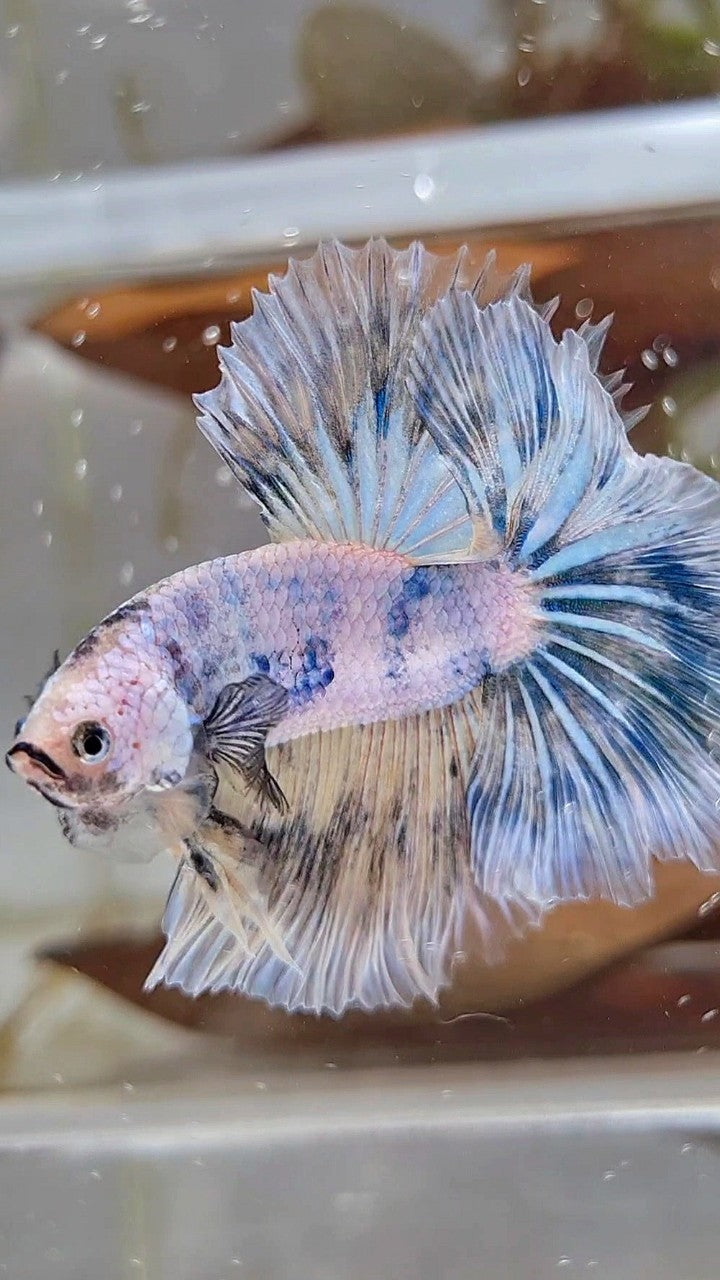 XL HALFMOON ROSETAIL BLUE MARBLE PATTERN BETTA FISH