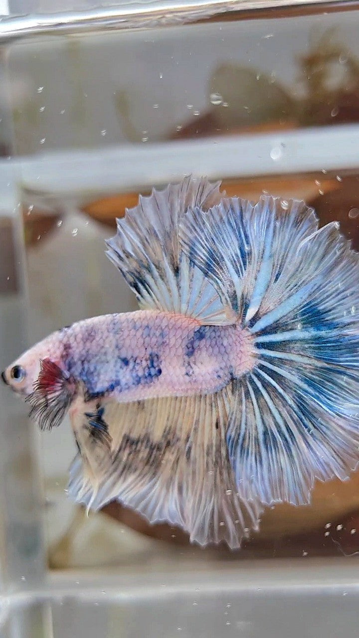 XL HALFMOON ROSETAIL BLUE MARBLE PATTERN BETTA FISH