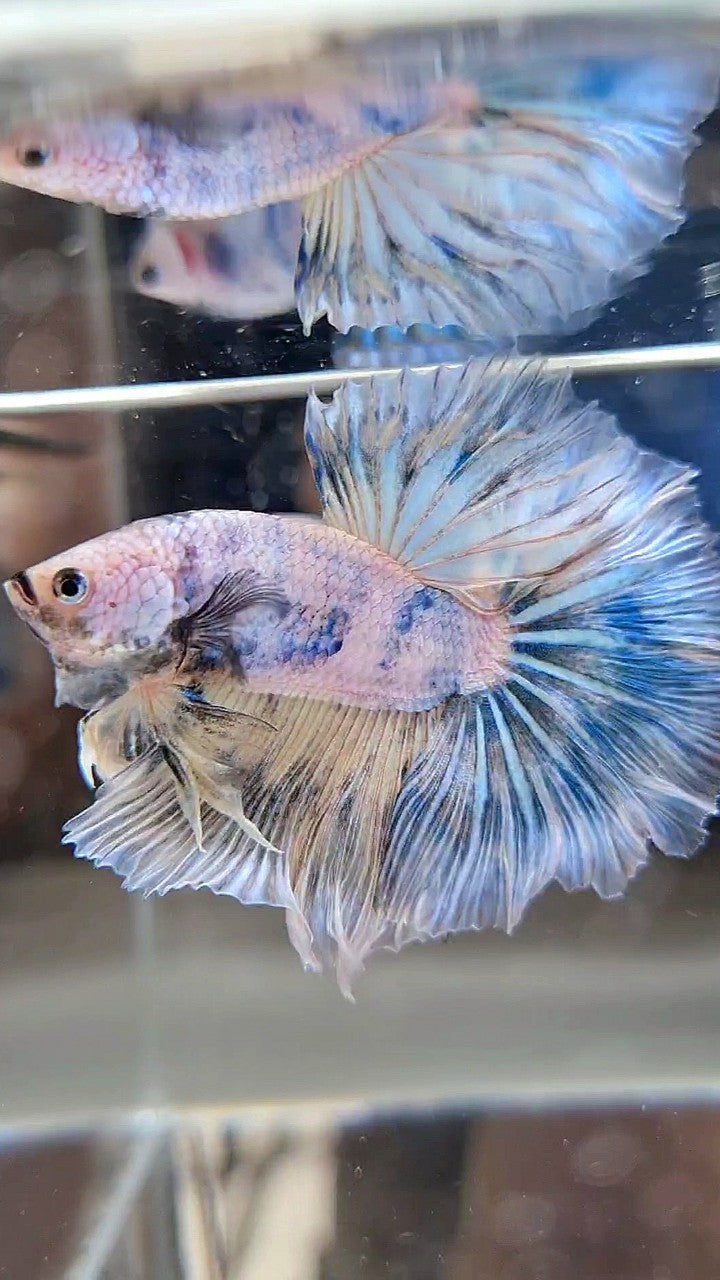 XL HALFMOON ROSETAIL BLUE MARBLE PATTERN BETTA FISH