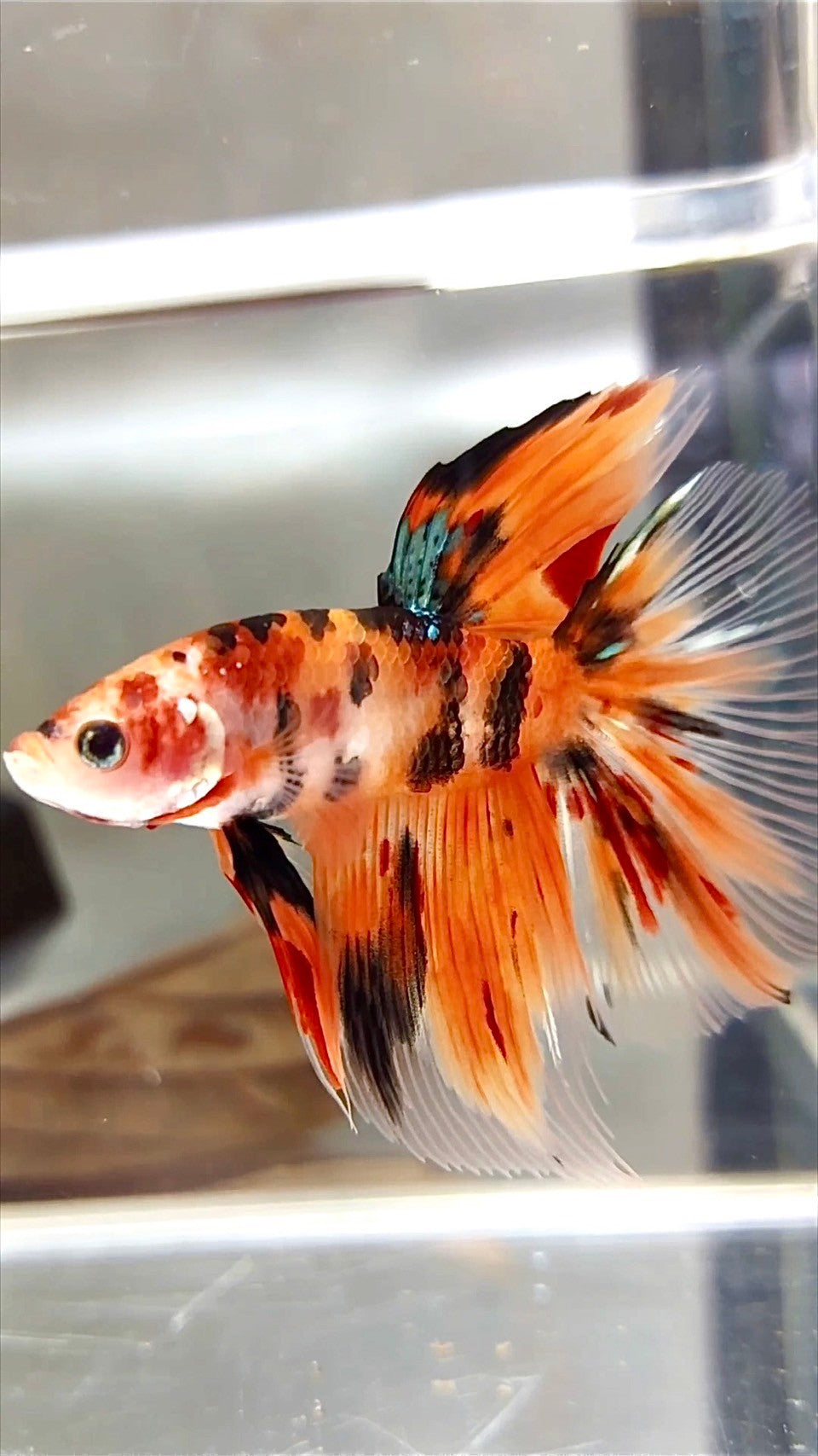 HALFMOON ROSETAIL NEMO COPPER TIGER MULTICOLOR BETTA FISH