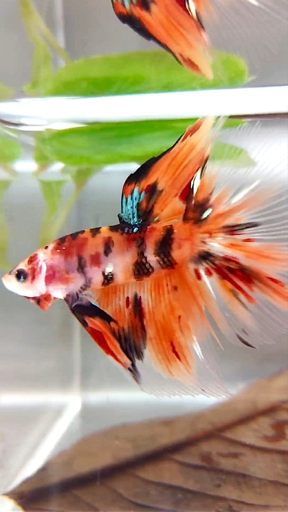 HALFMOON ROSETAIL NEMO COPPER TIGER MULTICOLOR BETTA FISH