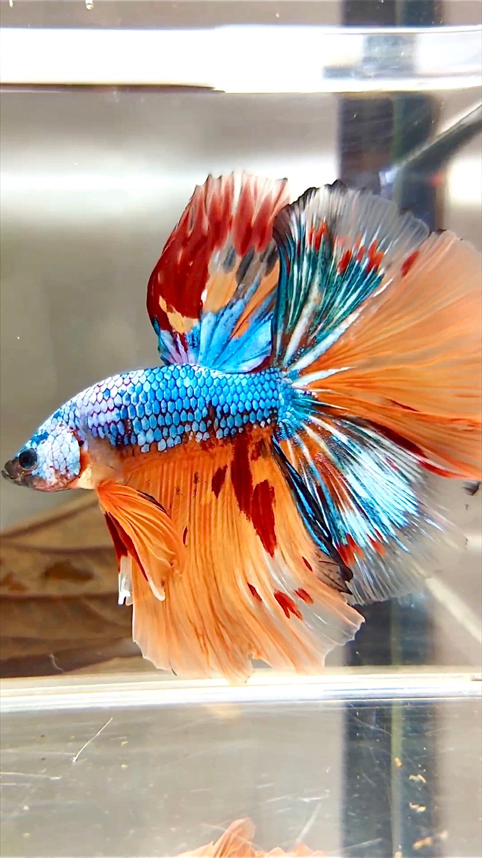 XL HALFMOON OVERTAIL ROSETAIL ORANGE BLUE FANCY MARBLE MULTICOLOR BETTA FISH