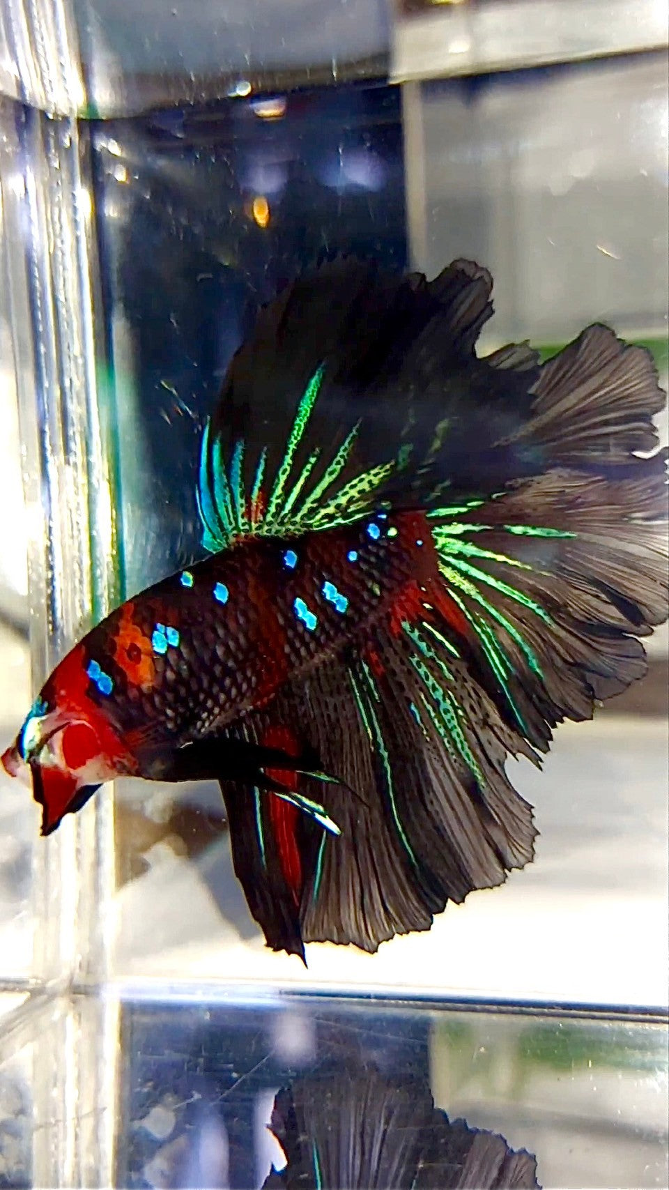 XL HALFMOON ROSETAIL RED BLACK GALAXY KOI MULTICOLOR BETTA FISH