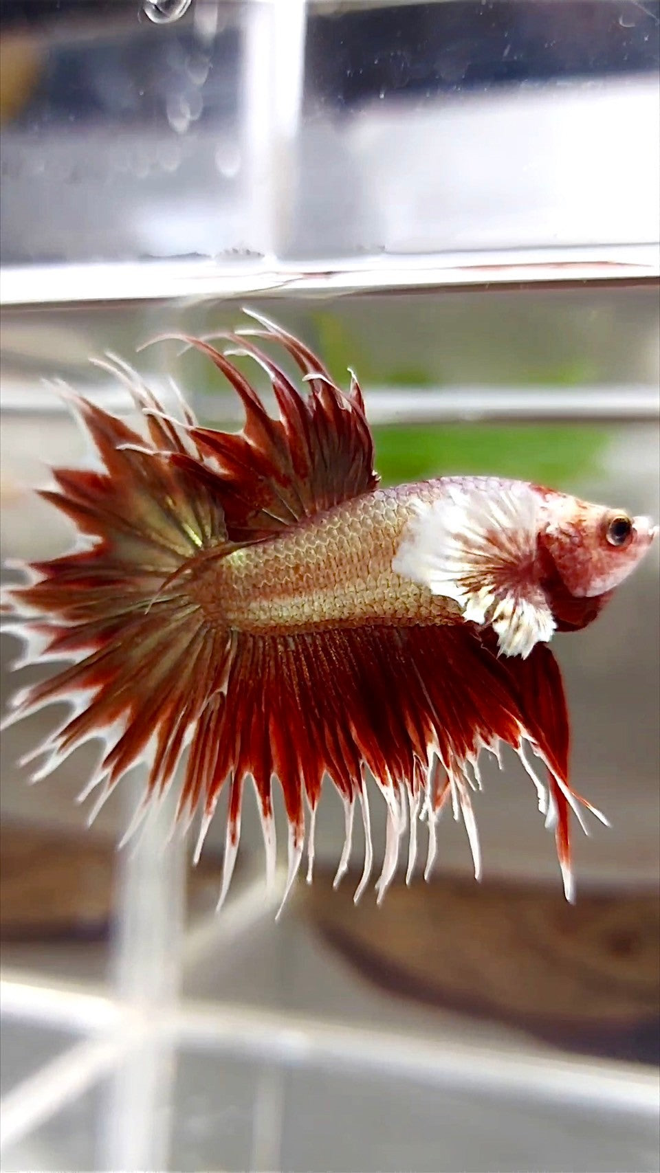 CROWNTAIL DUMBO EAR ROSEGOLD SUPER BETTA FISH