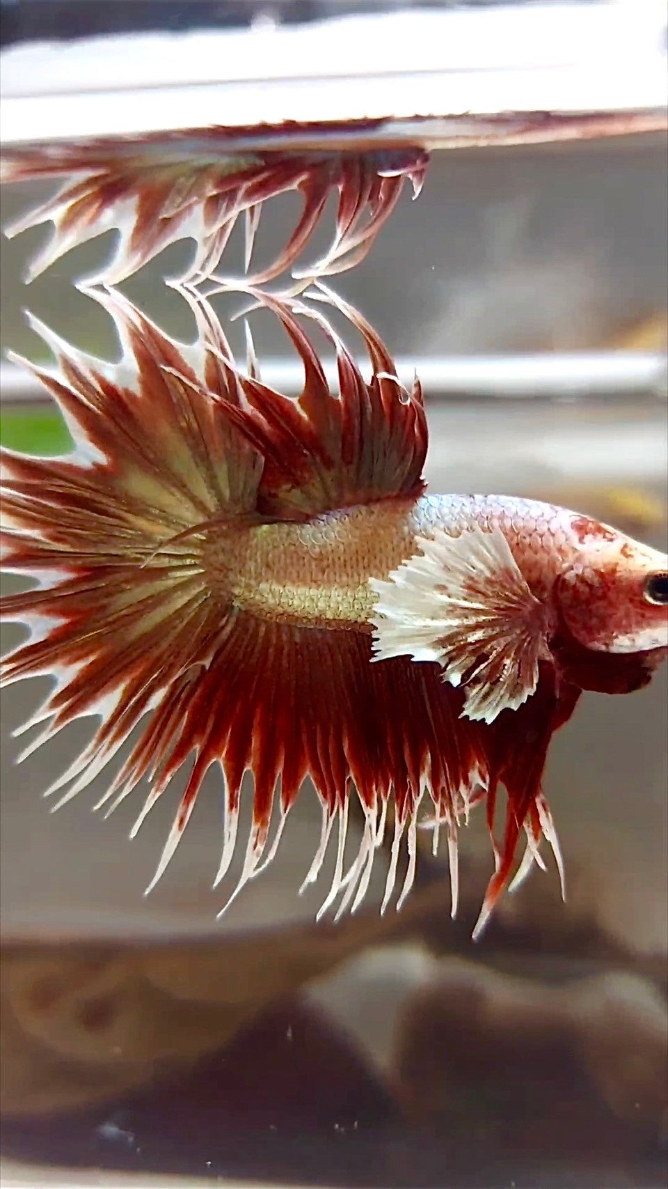 CROWNTAIL DUMBO EAR ROSEGOLD SUPER BETTA FISH