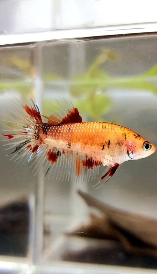 FEMALE CROWNTAIL KOI COPPER MULTICOLOR BETTA FISH