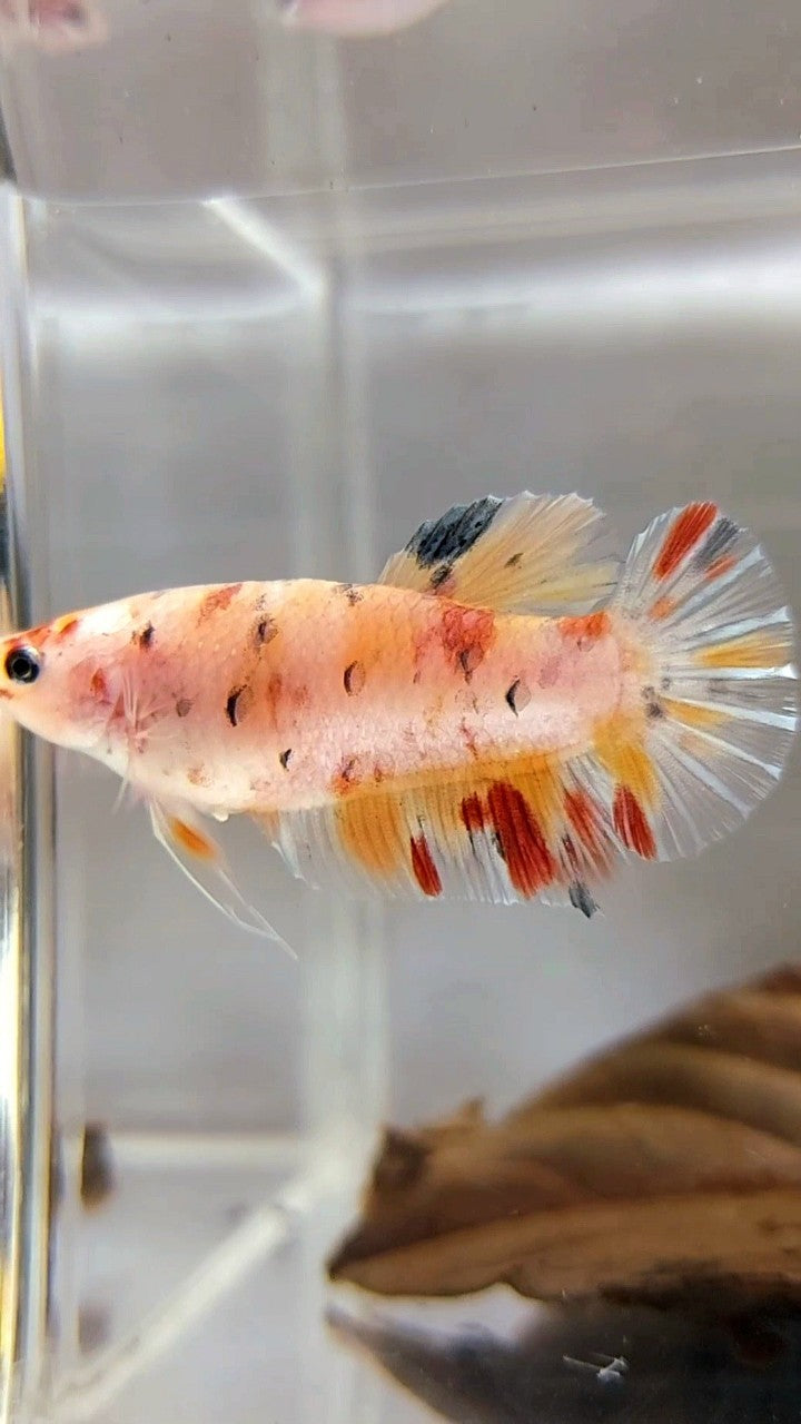 FEMALE GIANT BO 4CM PLAKAT KOI MULTICOLOR BETTA FISH