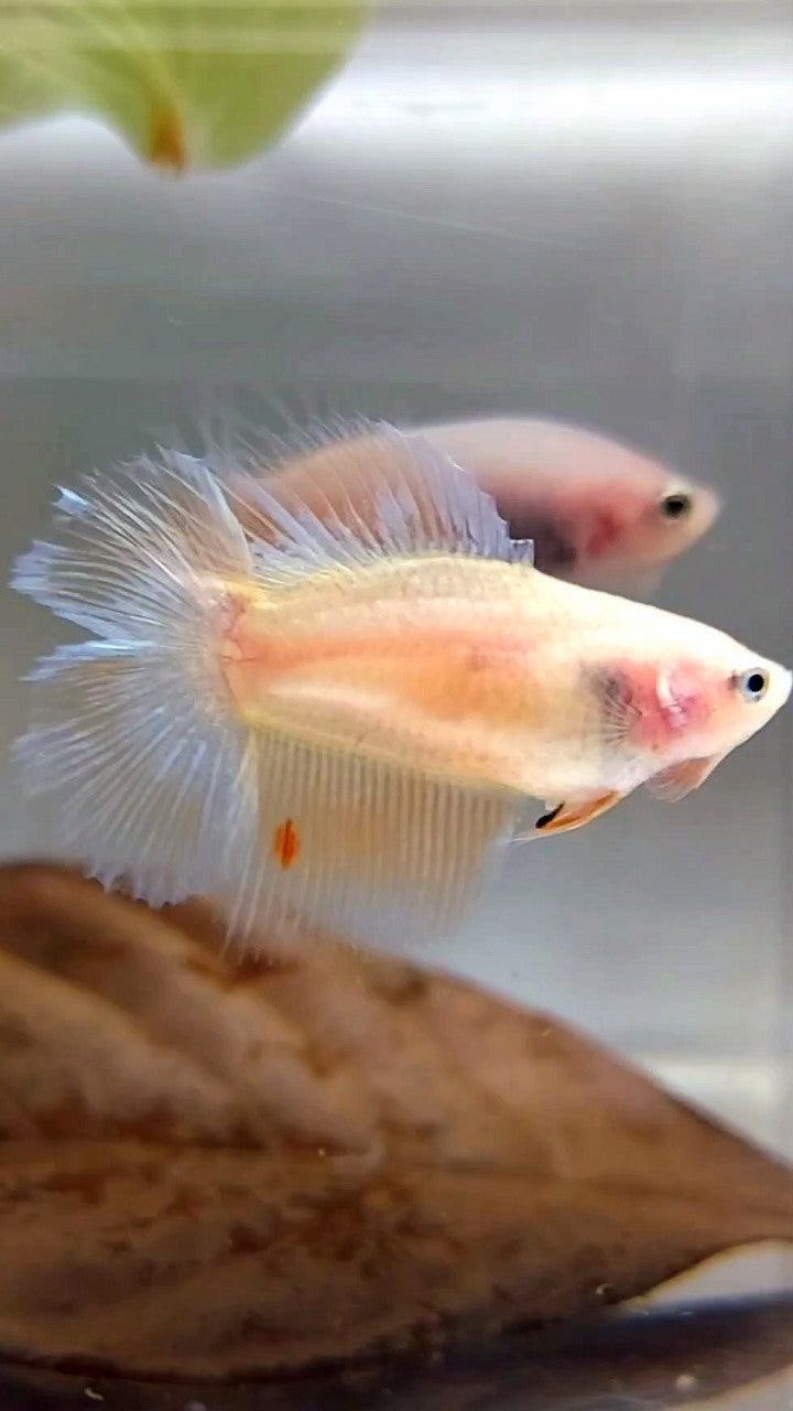 FEMALE HALFMOON DOUBLE TAIL ARMAGEDDON PREMIUM BETTA FISH