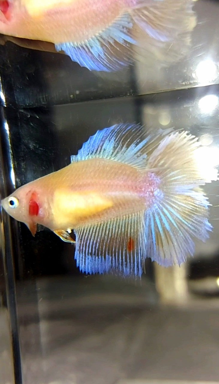 FEMALE HALFMOON DOUBLE TAIL ARMAGEDDON PREMIUM BETTA FISH