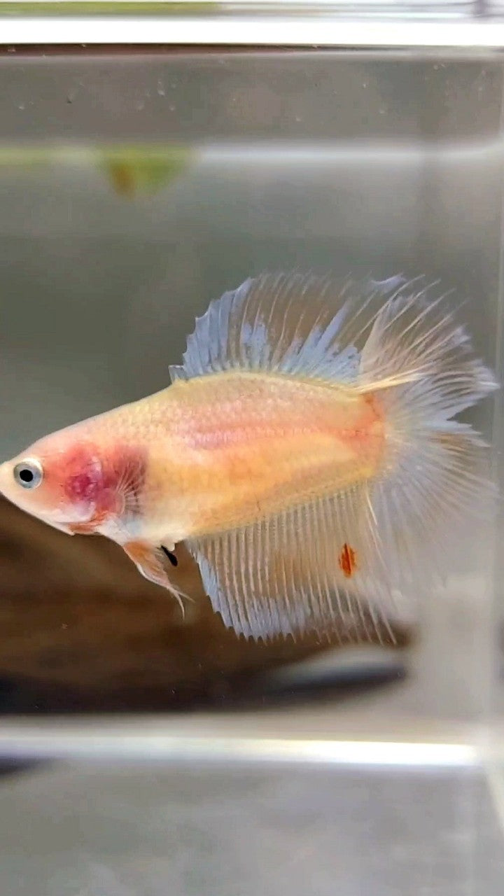 FEMALE HALFMOON DOUBLE TAIL ARMAGEDDON PREMIUM BETTA FISH