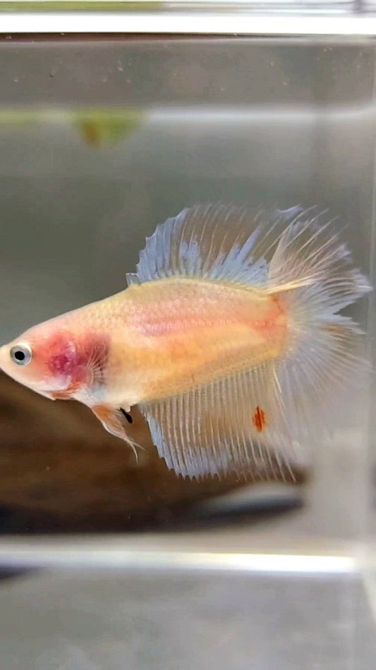FEMALE HALFMOON DOUBLE TAIL ARMAGEDDON PREMIUM BETTA FISH