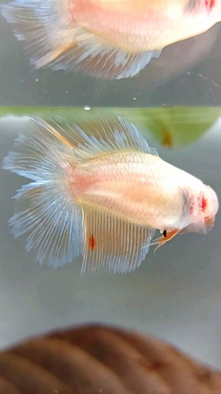FEMALE HALFMOON DOUBLE TAIL ARMAGEDDON PREMIUM BETTA FISH