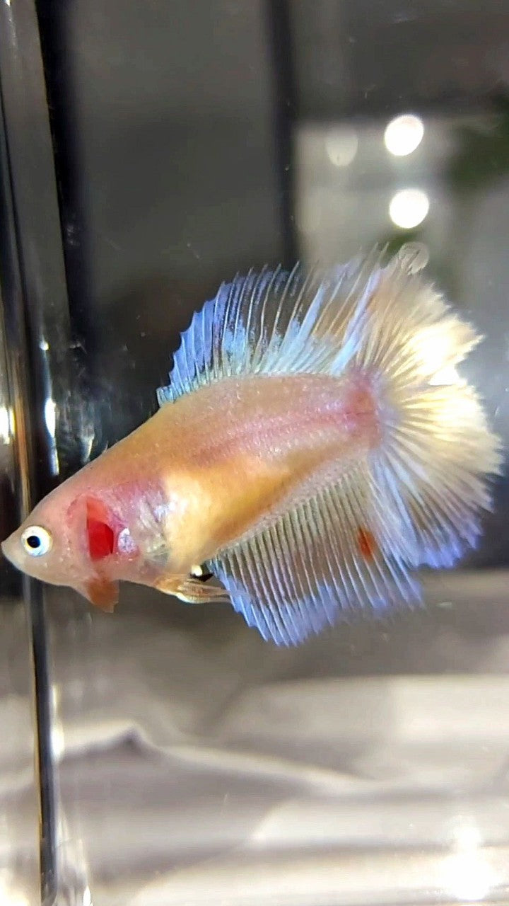 FEMALE HALFMOON DOUBLE TAIL ARMAGEDDON PREMIUM BETTA FISH