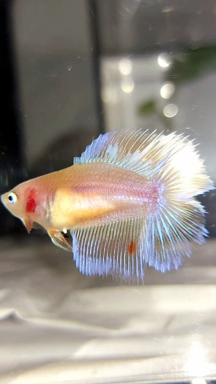 FEMALE HALFMOON DOUBLE TAIL ARMAGEDDON PREMIUM BETTA FISH