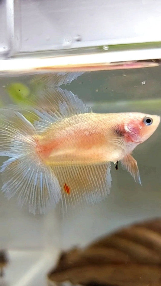 FEMALE HALFMOON DOUBLE TAIL ARMAGEDDON PREMIUM BETTA FISH