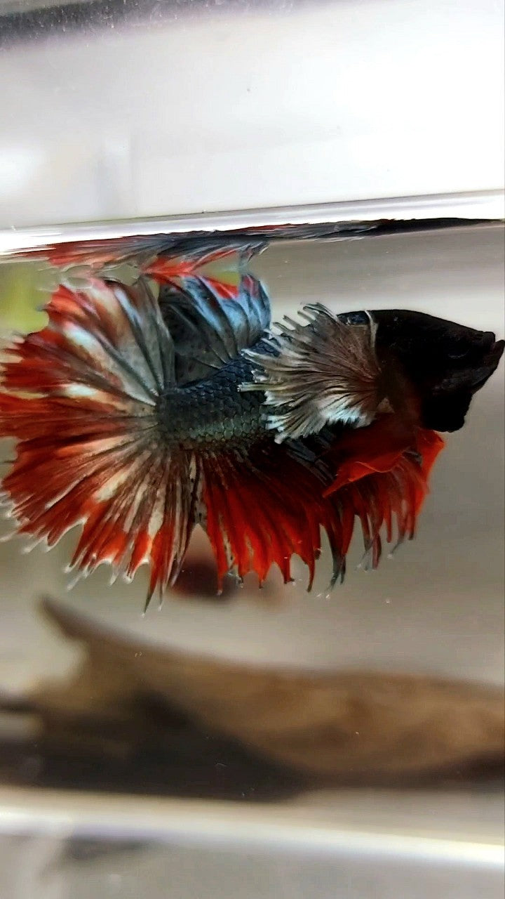 CROWNTAIL SUPER DUMBO EAR RED COPPER ARMY BETTA FISH