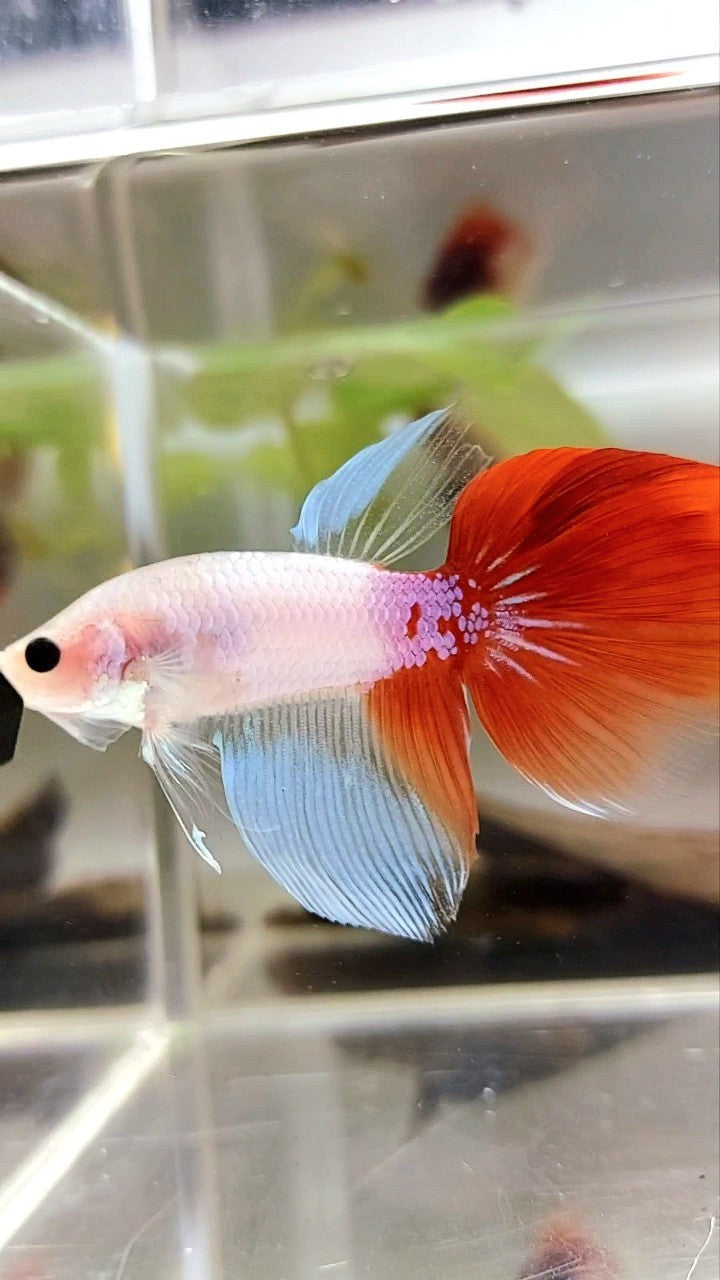 HALFMOON UNIQUE KOI RED TANCHO BETTA FISH