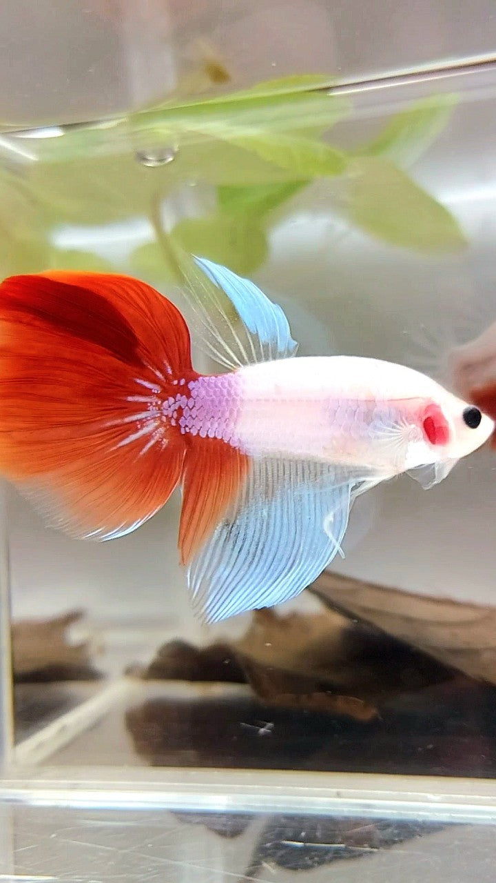HALFMOON UNIQUE KOI RED TANCHO BETTA FISH