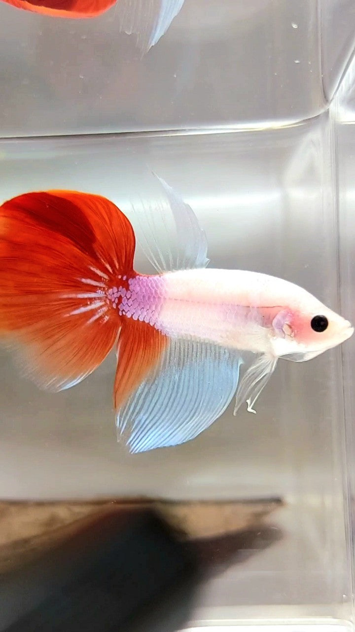 HALFMOON UNIQUE KOI RED TANCHO BETTA FISH