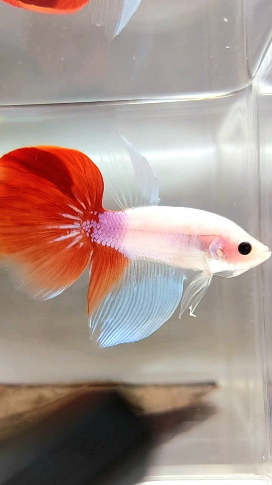HALFMOON UNIQUE KOI RED TANCHO BETTA FISH