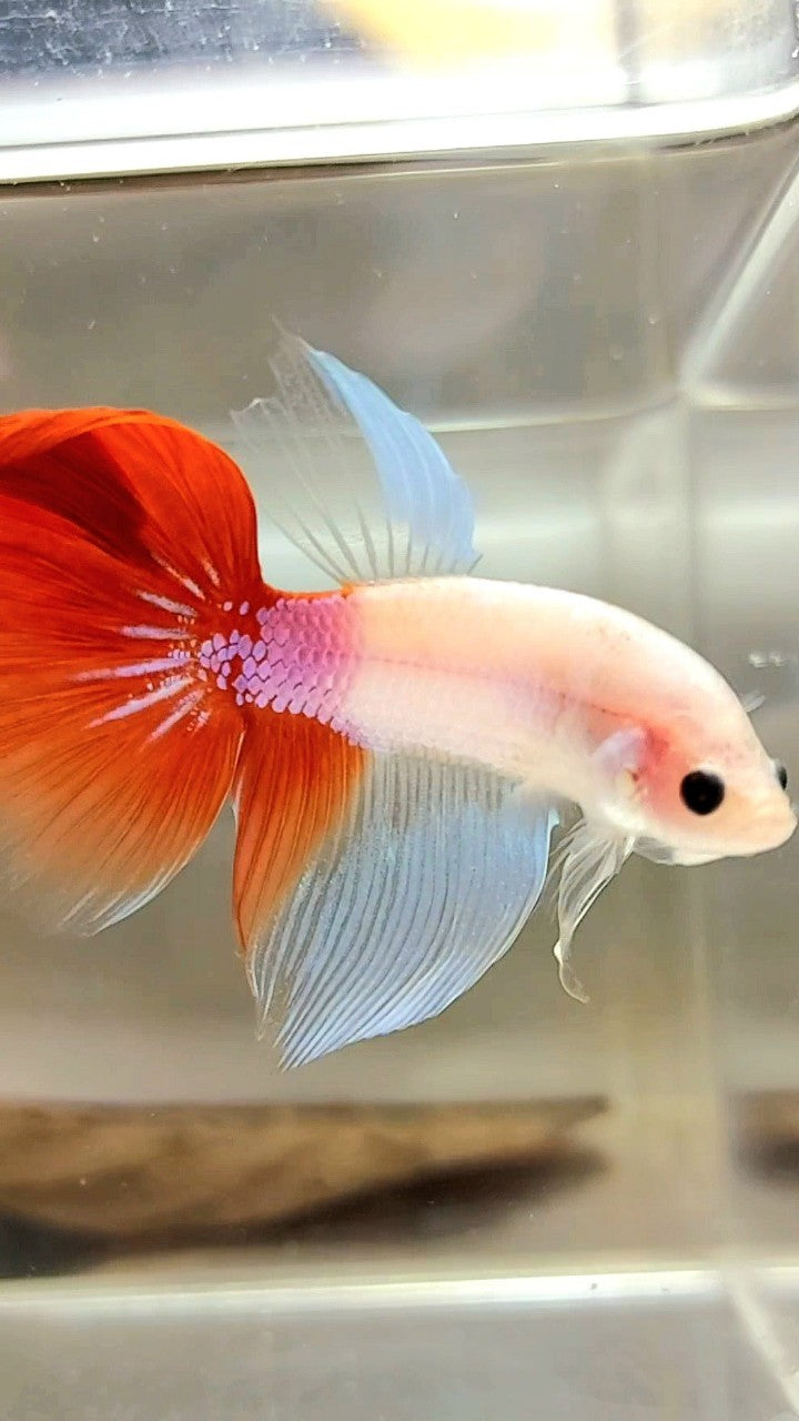 HALFMOON UNIQUE KOI RED TANCHO BETTA FISH