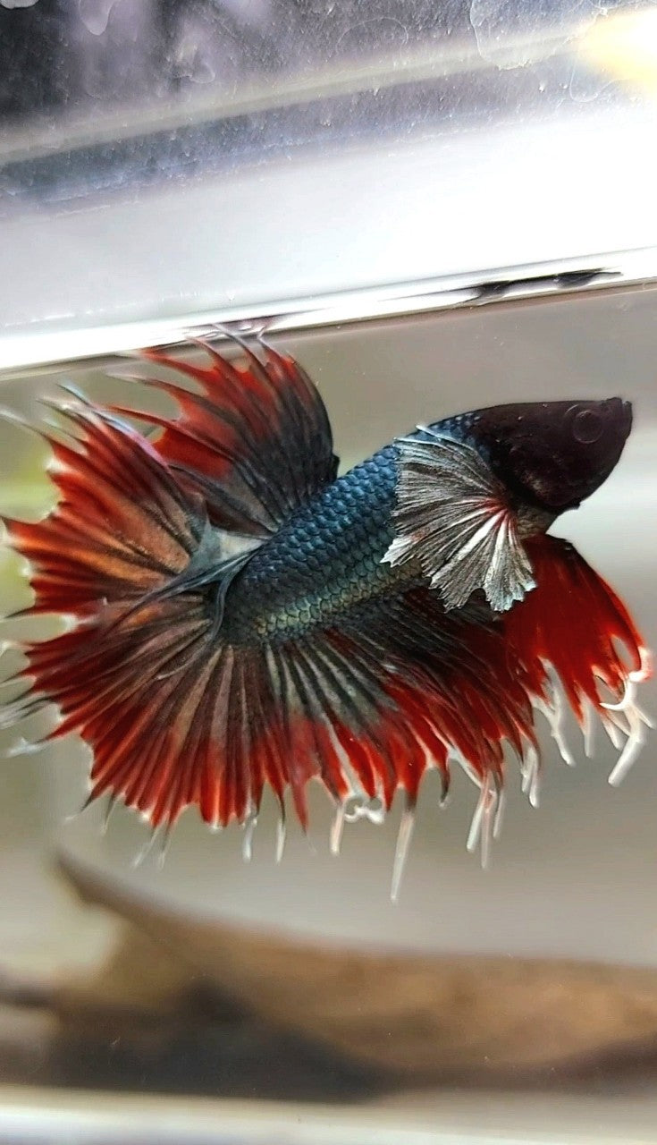 CROWNTAIL DUMBO EAR RED COPPER ARMY BETTA FISH