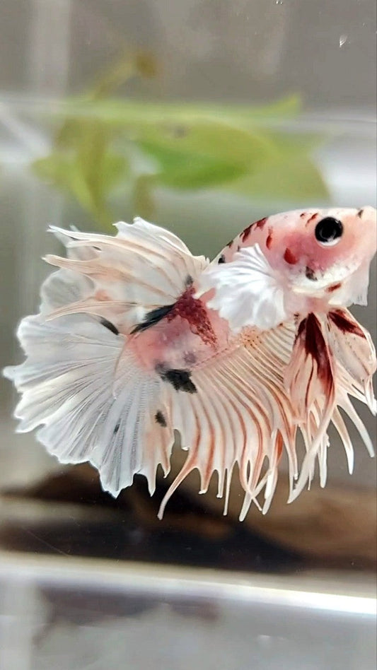 CRONTAIL DUMBO EAR WHITE MULTICOLOR BETTA FISH