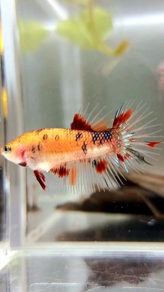FEMALE CROWNTAIL KOI COPPER MULTICOLOR BETTA FISH