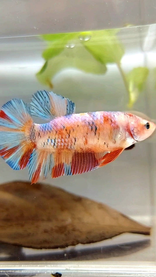FEMALE GIANT BO 4,8CM PLAKAT METTALIC MULTICOLOR BETTA FISH