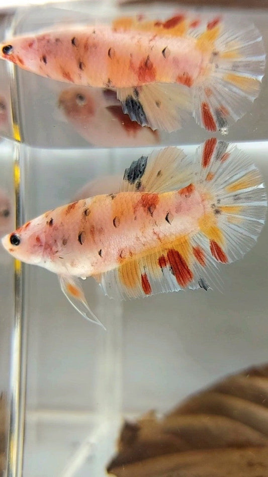 FEMALE GIANT BO 4CM PLAKAT KOI MULTICOLOR BETTA FISH