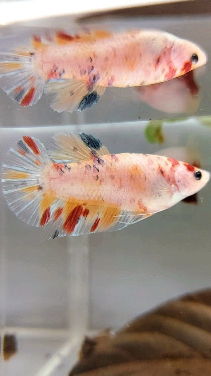 FEMALE GIANT BO 4CM PLAKAT KOI MULTICOLOR BETTA FISH