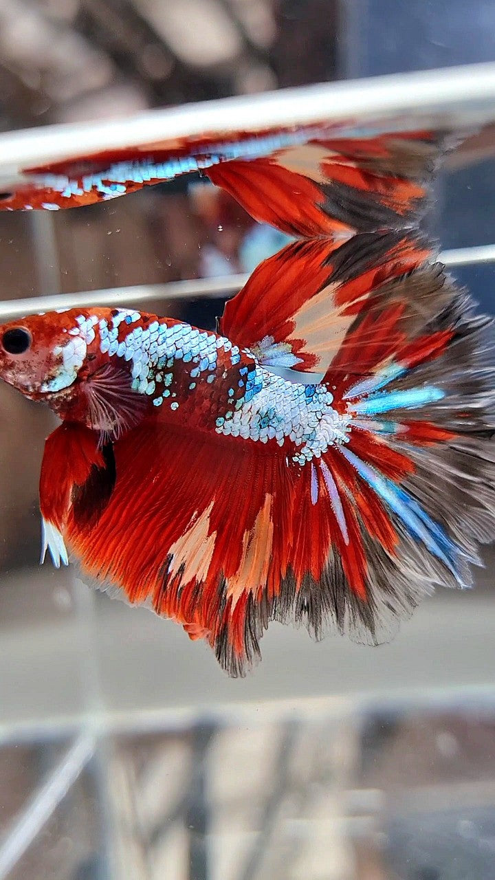 HALFMOON ROSETAIL RED FANCY MULTICOLOR FIRE BETTA FISH