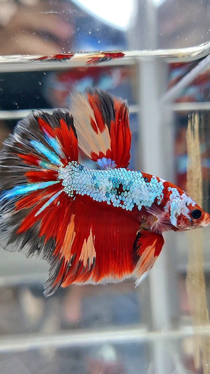 HALFMOON ROSETAIL RED FANCY MULTICOLOR FIRE BETTA FISH