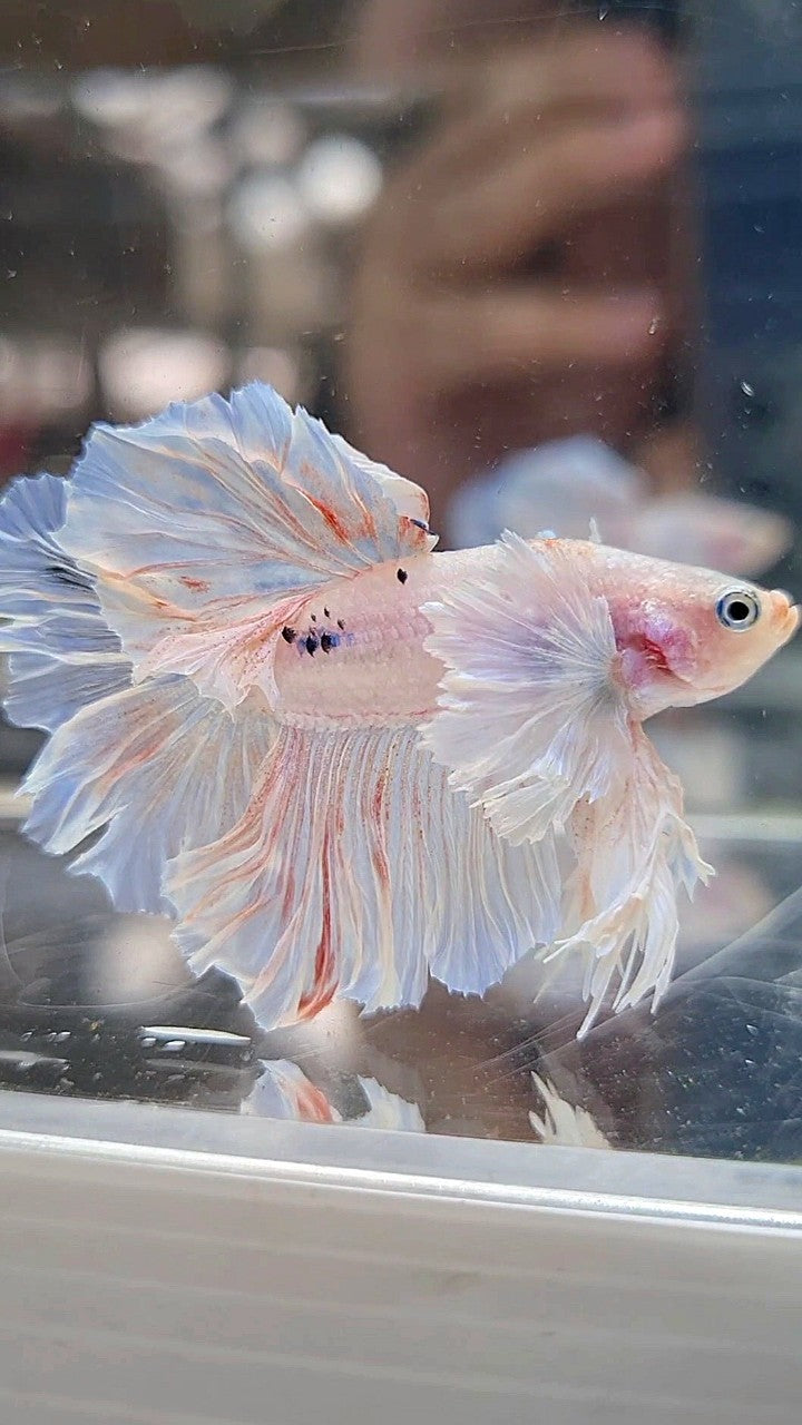 KING ROSETAIL HALFMOON DUMBO EAR WHITE BETTA FISH