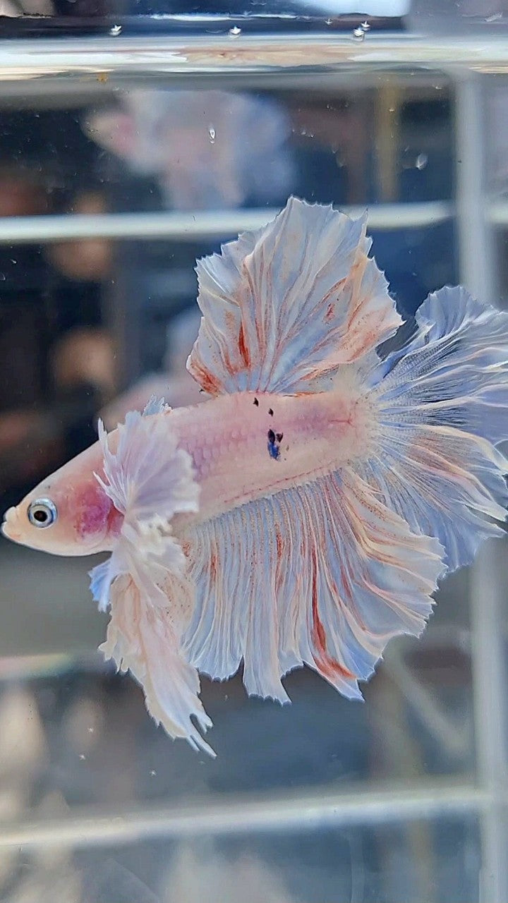 KING ROSETAIL HALFMOON DUMBO EAR WHITE BETTA FISH