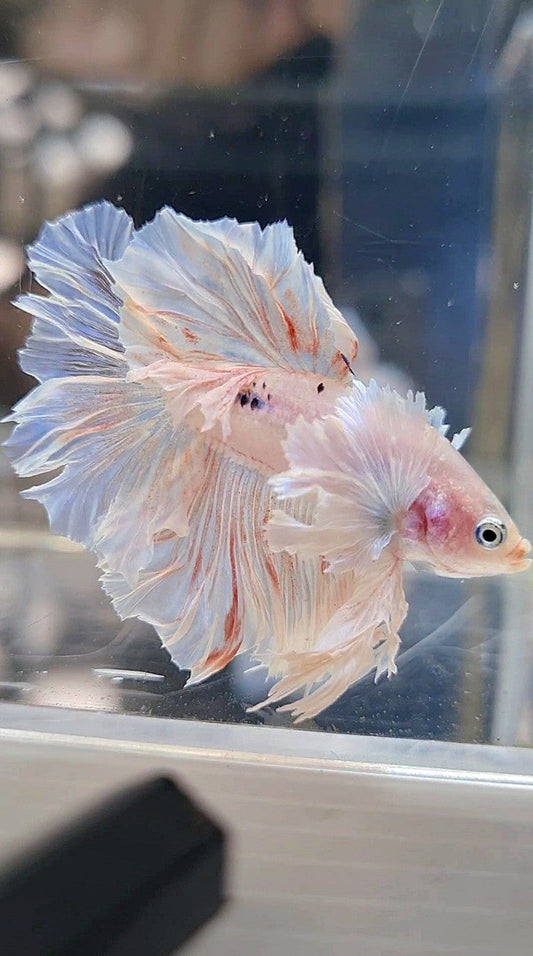KING ROSETAIL HALFMOON DUMBO EAR WHITE BETTA FISH