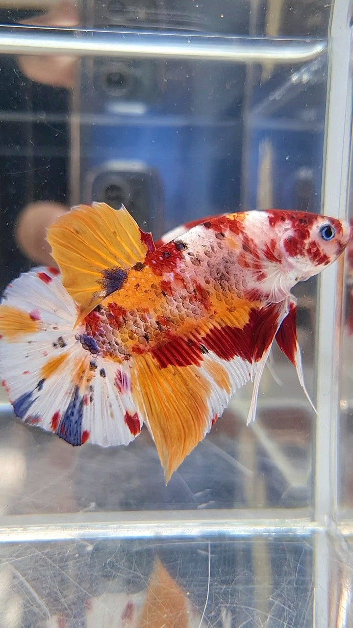 GIANT PLAKAT BO 5,5CM+ ORANGE KOI MULTICOLOR BETTA FISH