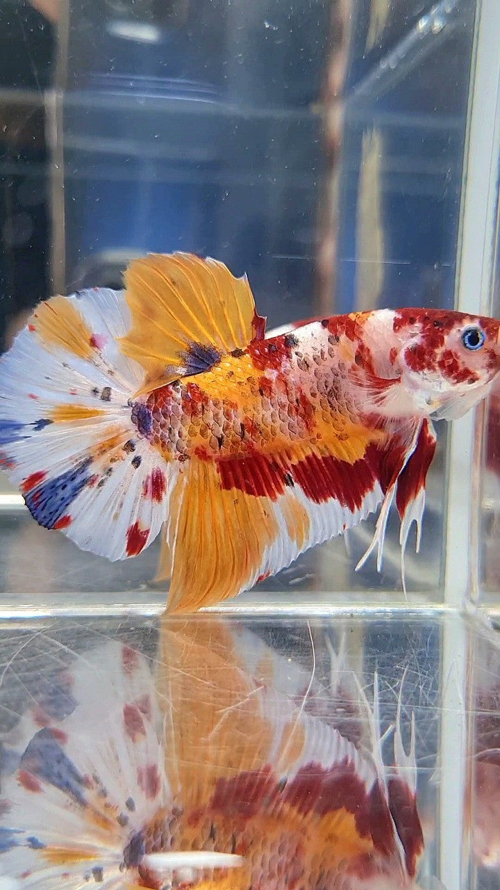 GIANT PLAKAT BO 5,5CM+ ORANGE KOI MULTICOLOR BETTA FISH