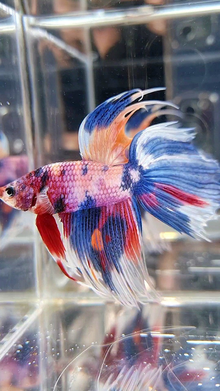 XL VEILTAIL CROWNTAIL SUPER MULTICOLOR CANDY PURPLE BETTA FISH