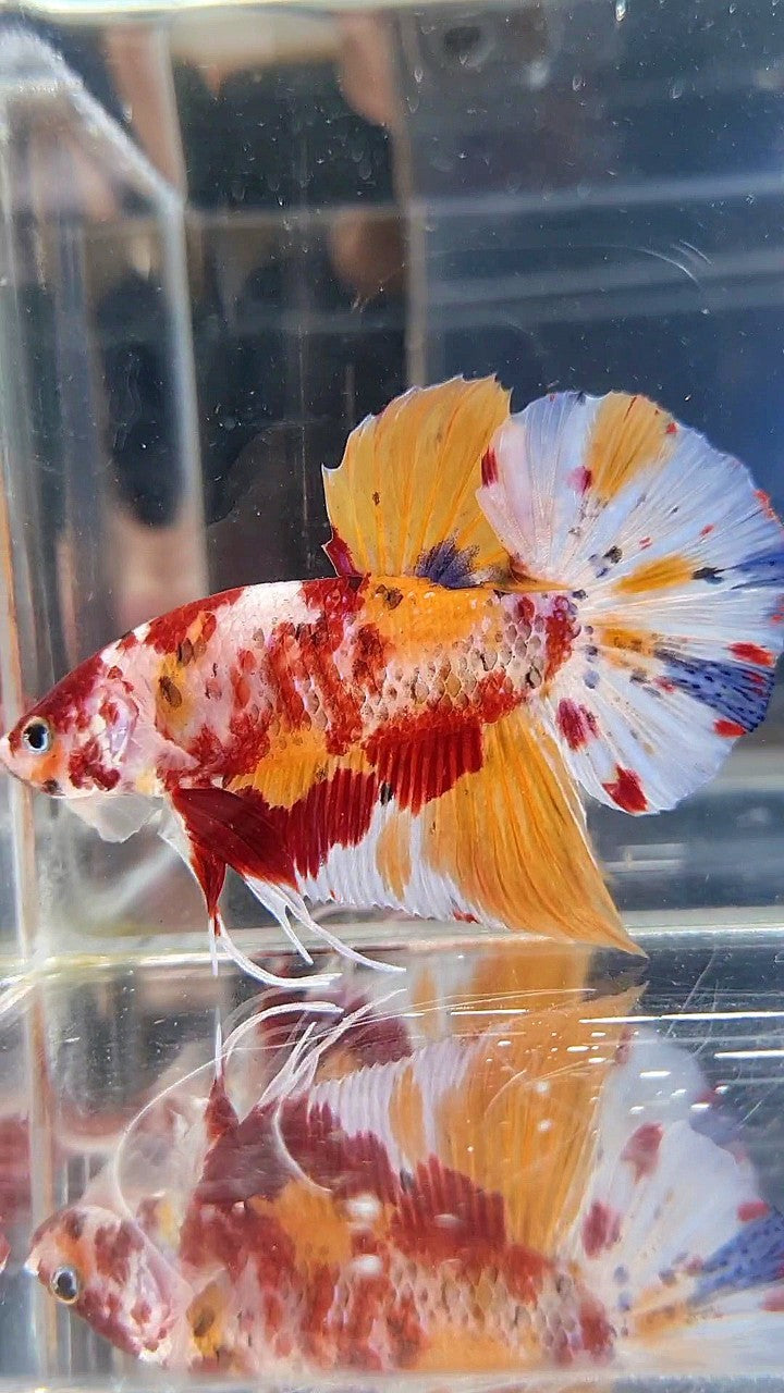 GIANT PLAKAT BO 5,5CM+ ORANGE KOI MULTICOLOR BETTA FISH