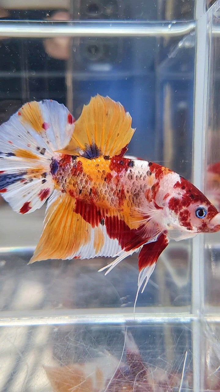 GIANT PLAKAT BO 5,5CM+ ORANGE KOI MULTICOLOR BETTA FISH