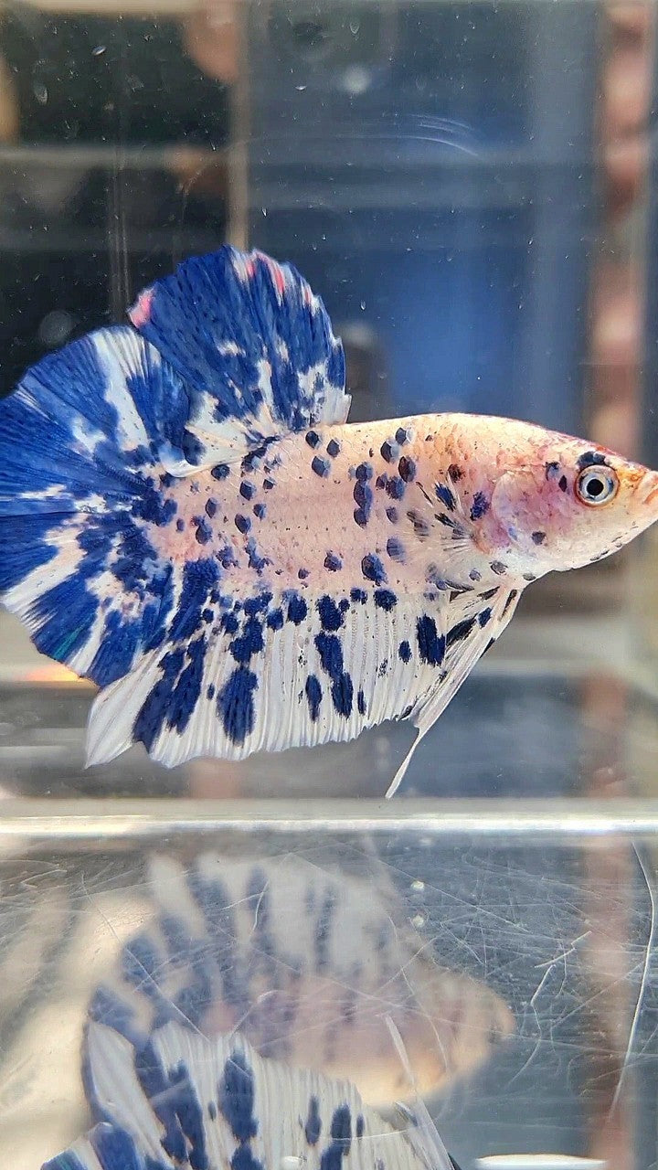GIANT HMPK BO 5,5CM+ BLUE MARBLE DOTS SUPER TWO TONE BETTA FISH